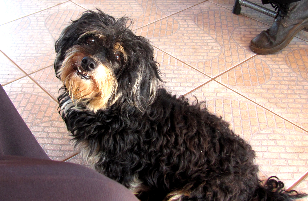 A small black and brown dog smiling