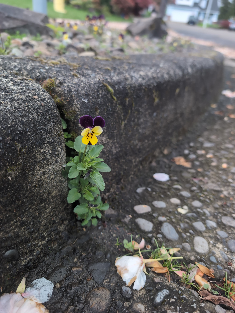 A flower growing out of a crack in the sidewalk.